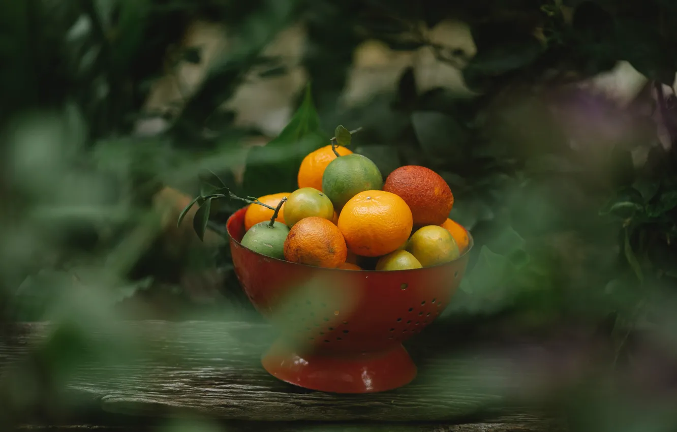 Photo wallpaper leaves, the dark background, garden, bowl, bokeh, tangerines