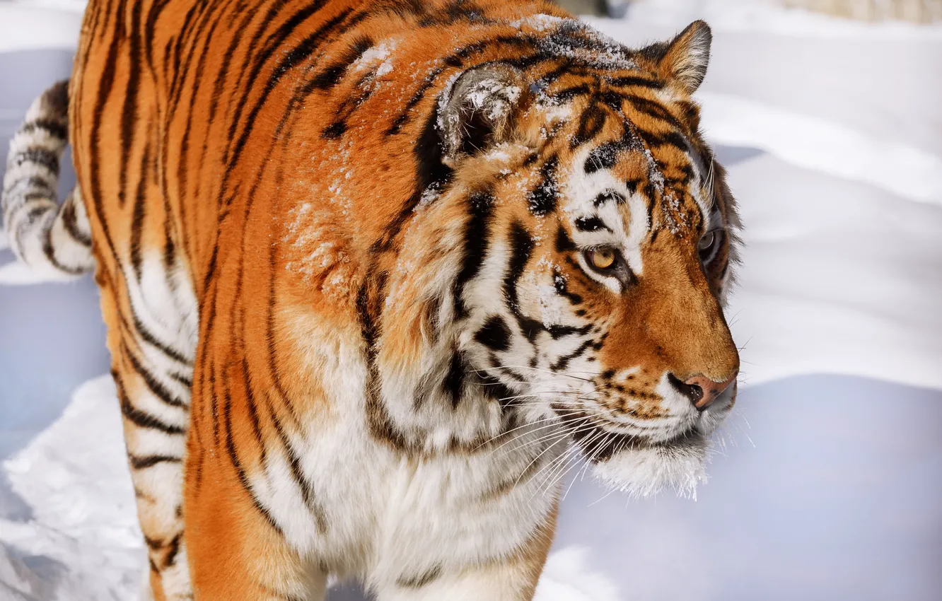 Photo wallpaper face, snow, tiger, wild cat, handsome, Oleg Bogdanov
