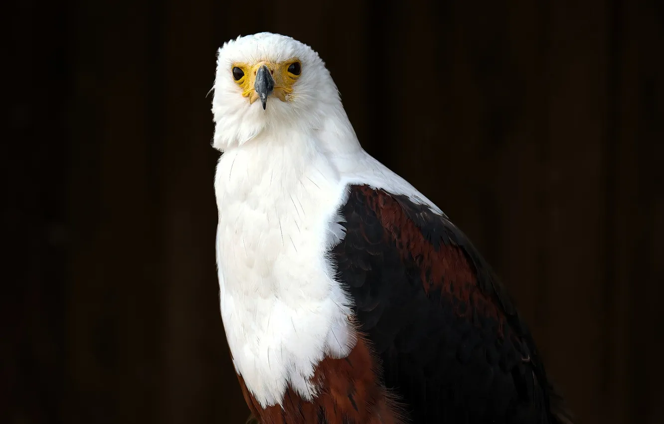 Photo wallpaper bird, eagle, predator, Orlan, bald eagle