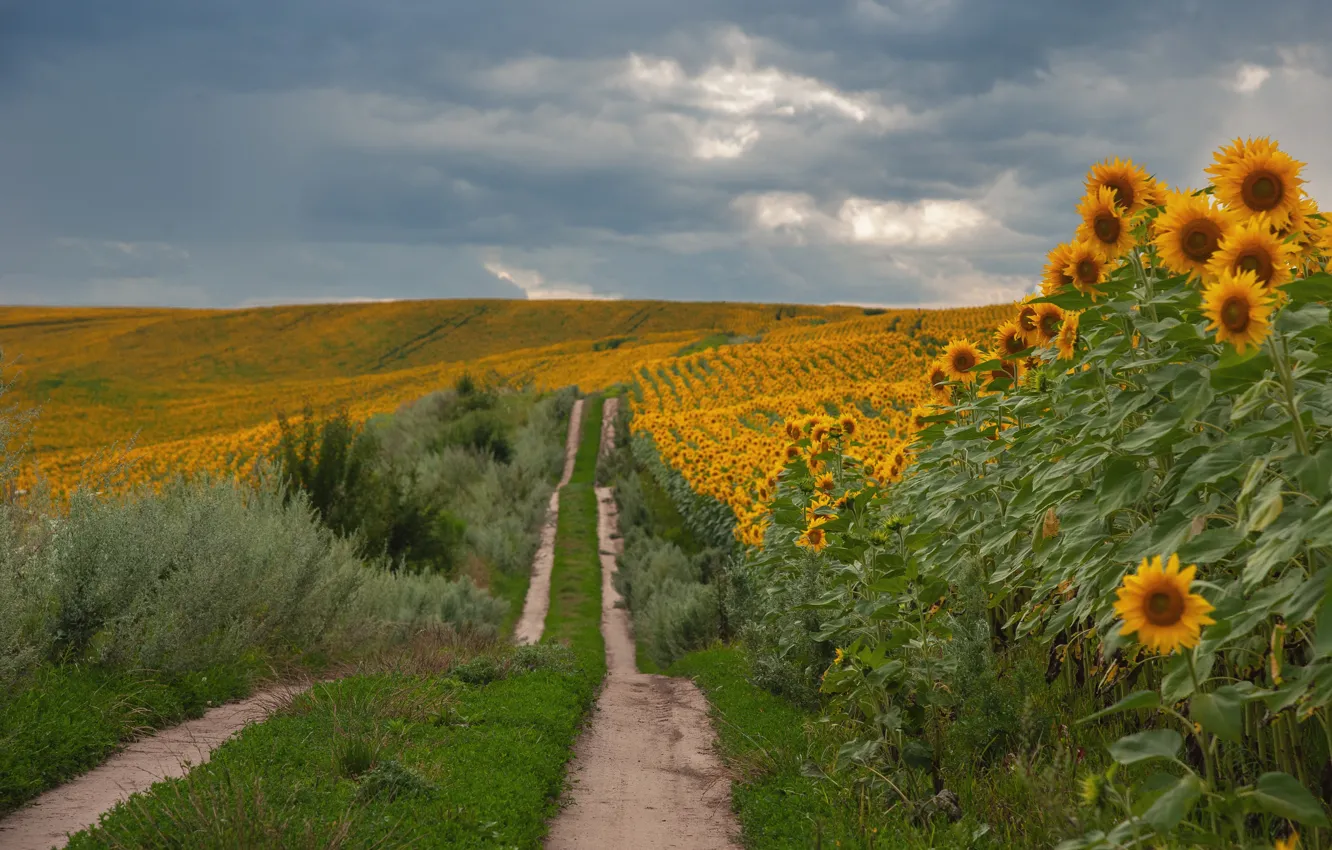 Photo wallpaper flowers, road, field, summer, the sky, sunflowers, clouds