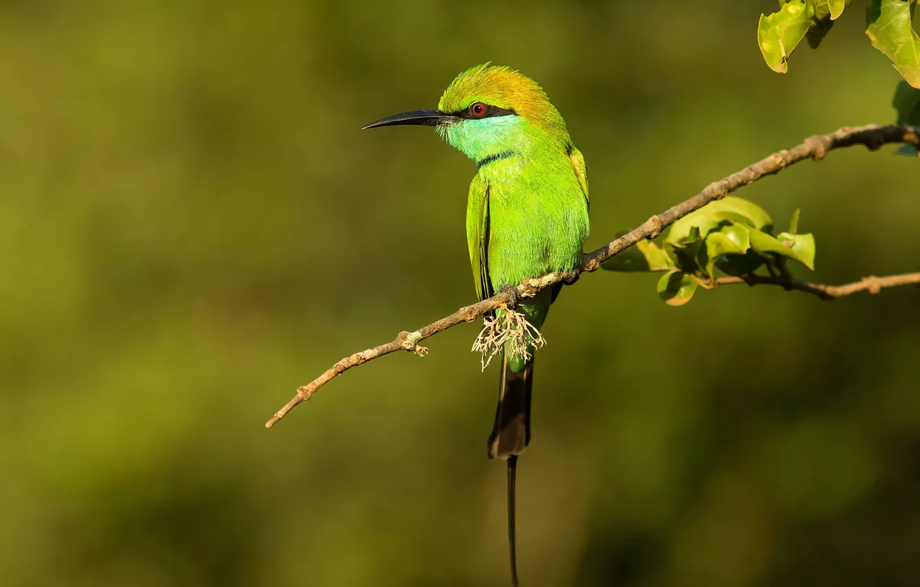 Photo wallpaper leaves, light, branches, bird, green background, bokeh, Golden bee-eater, schurka
