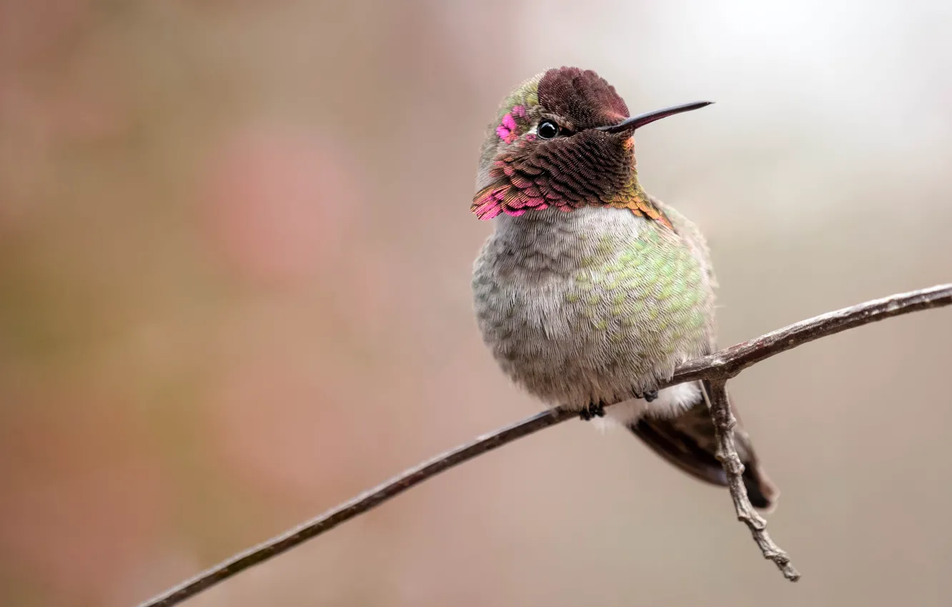 Photo wallpaper bird, branch, Hummingbird, bird, light background