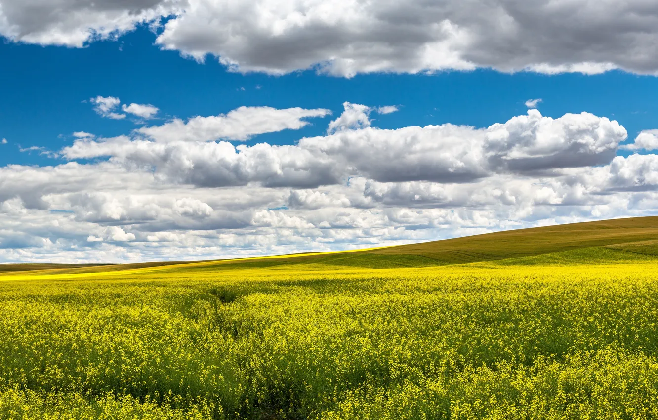 Photo wallpaper clouds, rape, rapeseed field