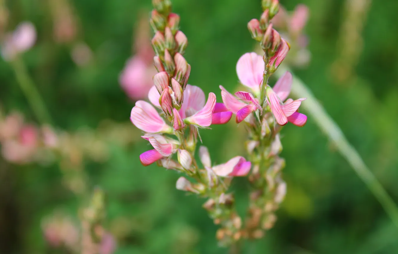 Photo wallpaper pink, Ivan-tea, macro flowers nature