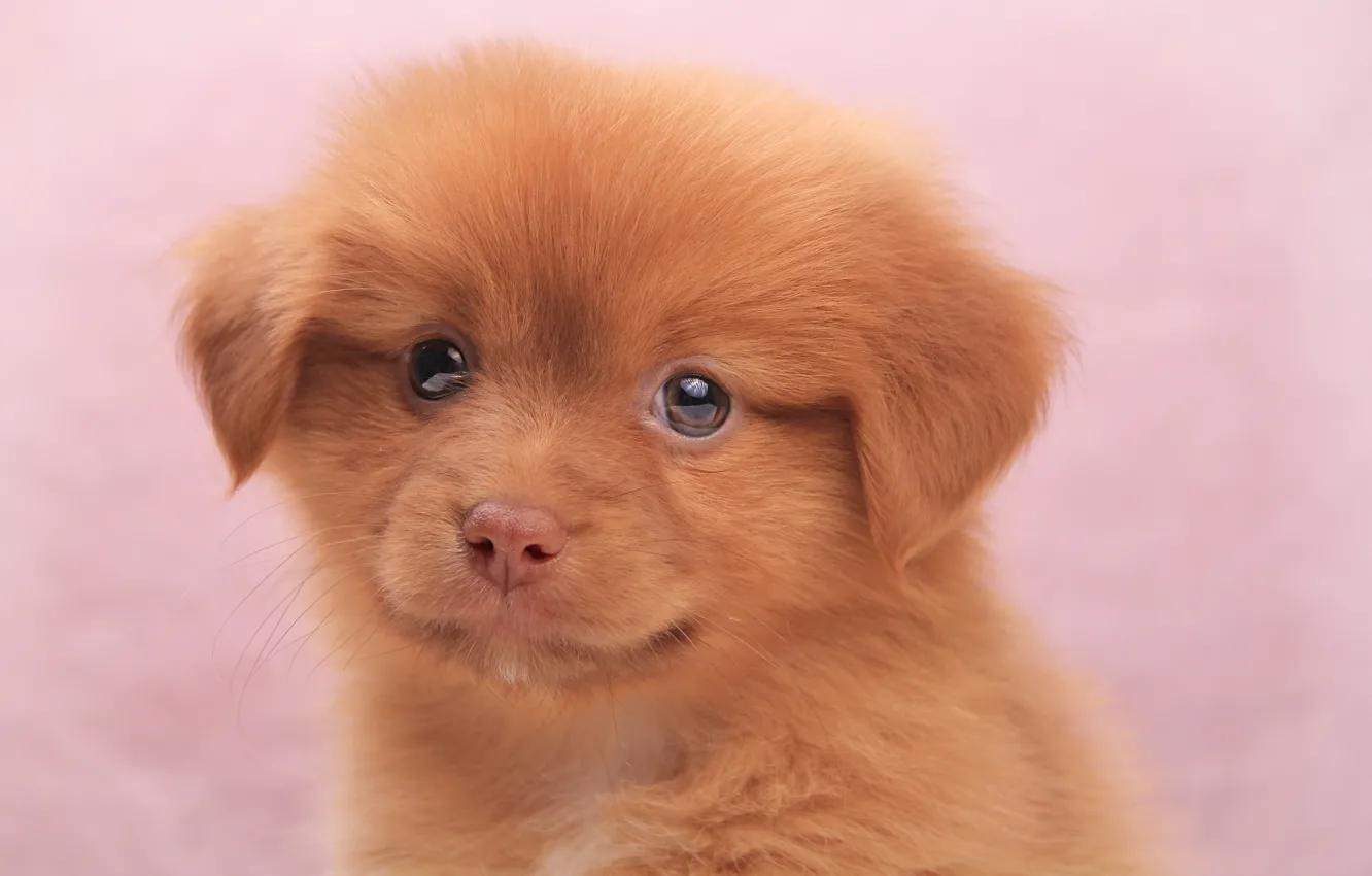 Photo wallpaper look, each, puppy, pussy