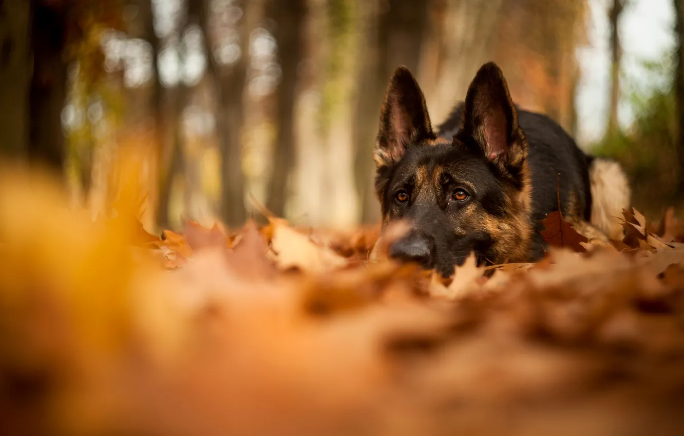 Photo wallpaper autumn, forest, leaves, nature, dog, blur, lies, shepherd