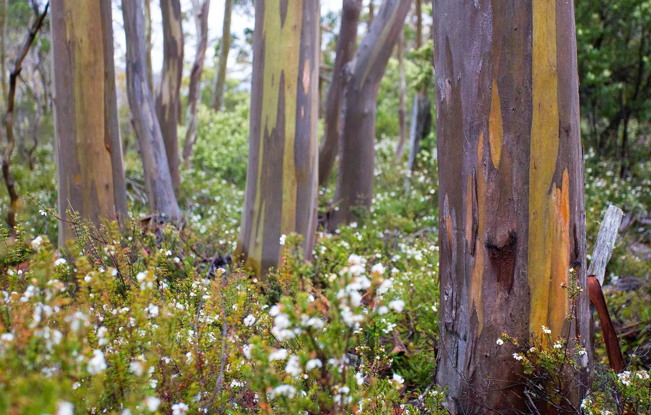 Photo wallpaper forest, grass, trees, flowers, Australia, bark, Tasmania