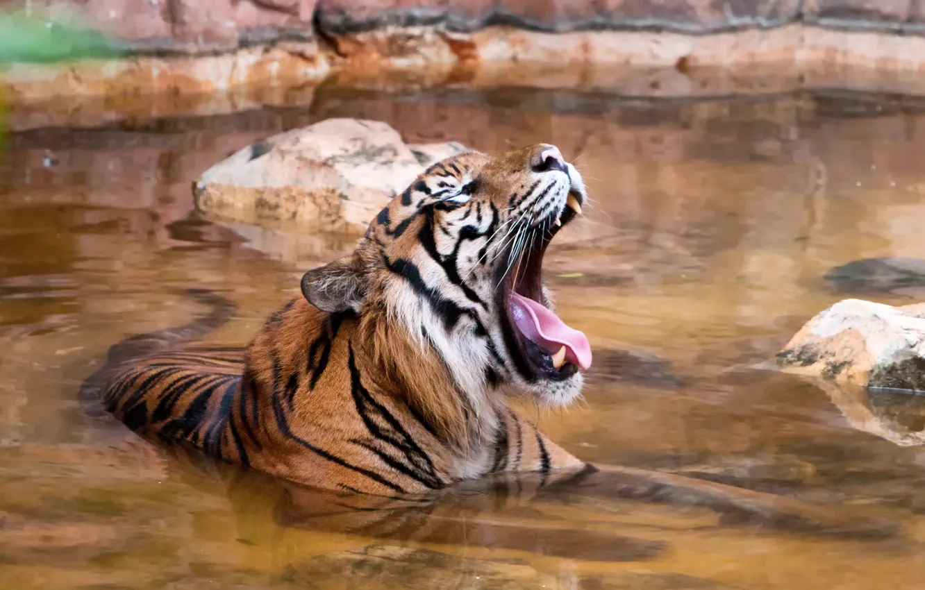 Photo wallpaper language, cat, tiger, bathing, yawns, pond, Sumatran