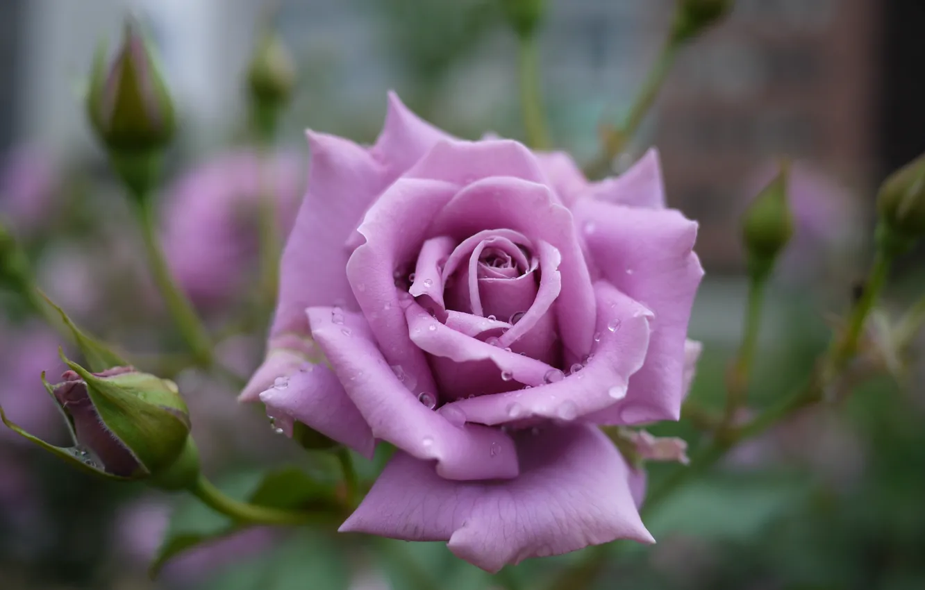 Photo wallpaper flower, drops, rose, Bud, purple rose