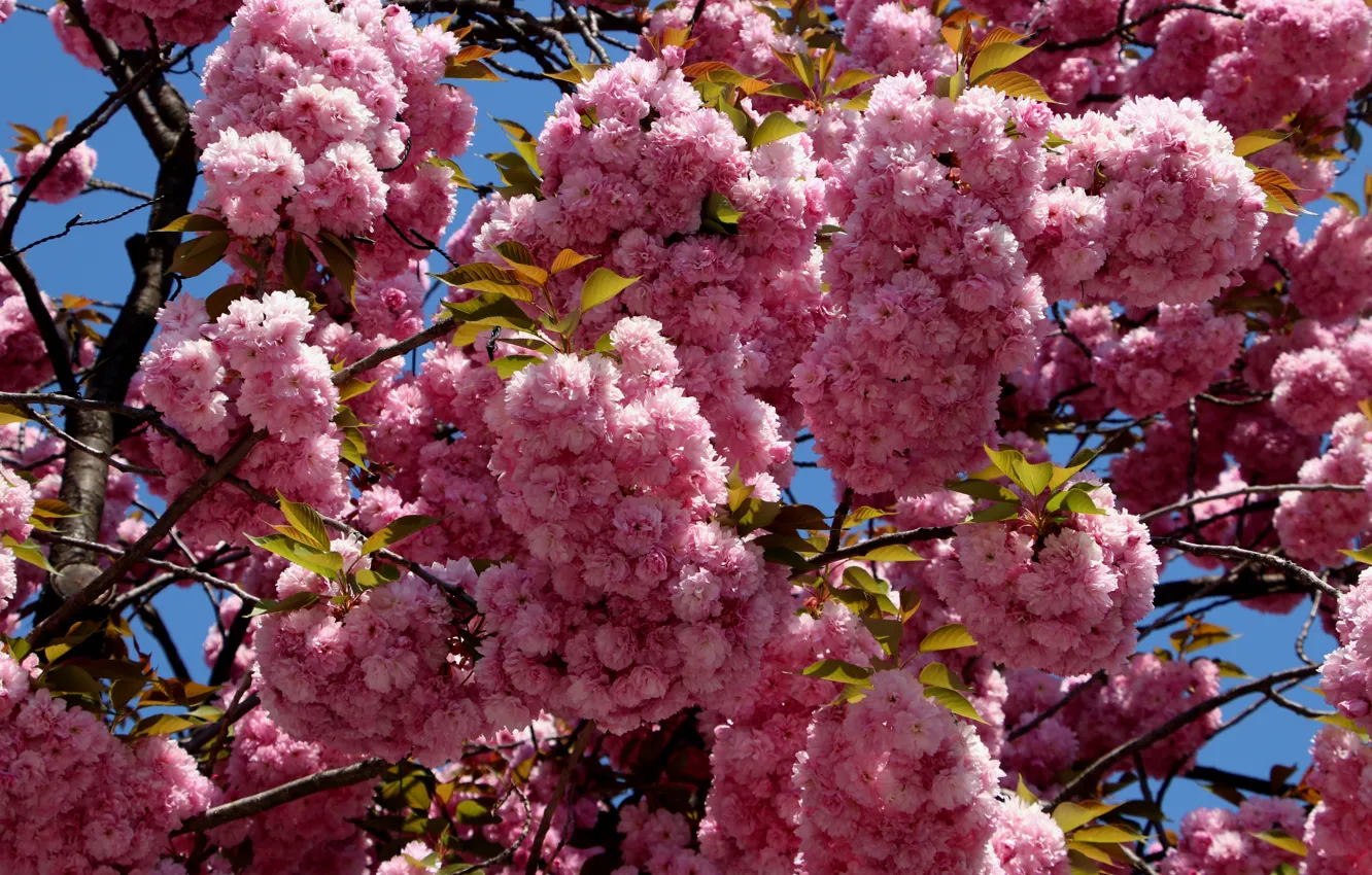 Photo wallpaper flowers, branches, cherry, spring, Sakura, pink, flowering, a lot