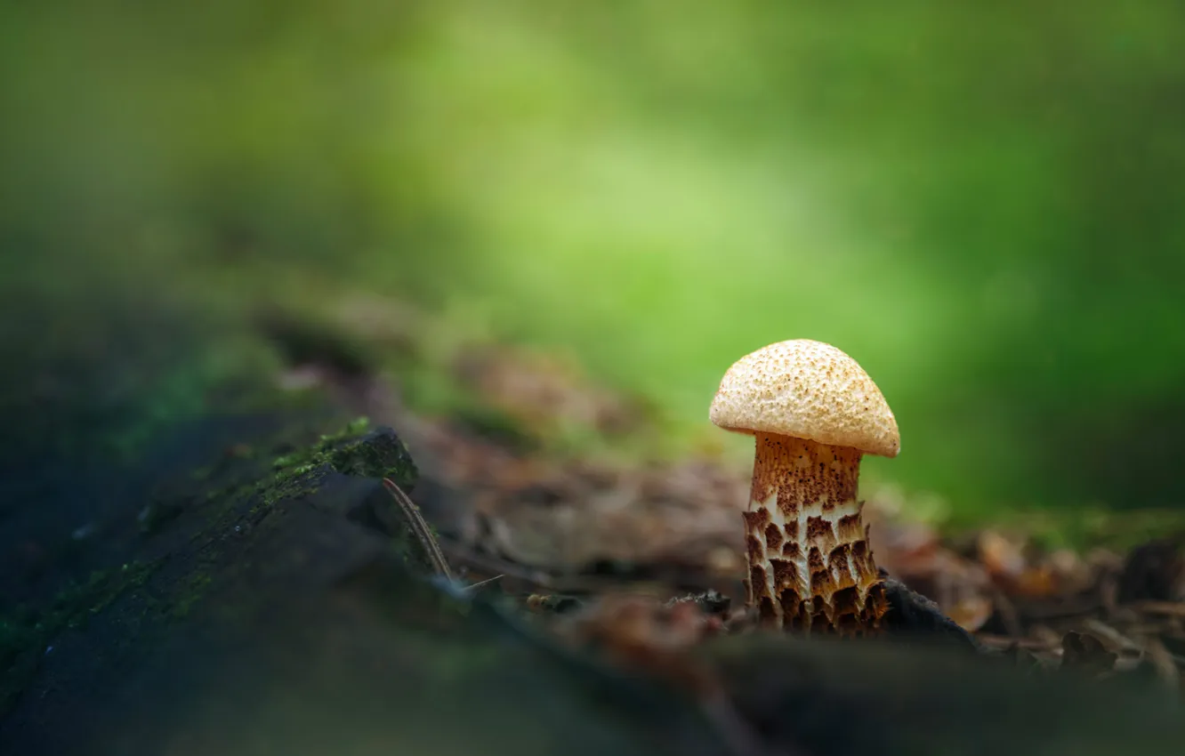 Photo wallpaper foliage, bokeh, The Lonely Fungus, Valery Vozhdaev