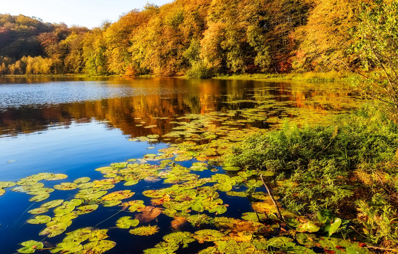 Photo wallpaper autumn, forest, leaves, lake, pond, shore, pond