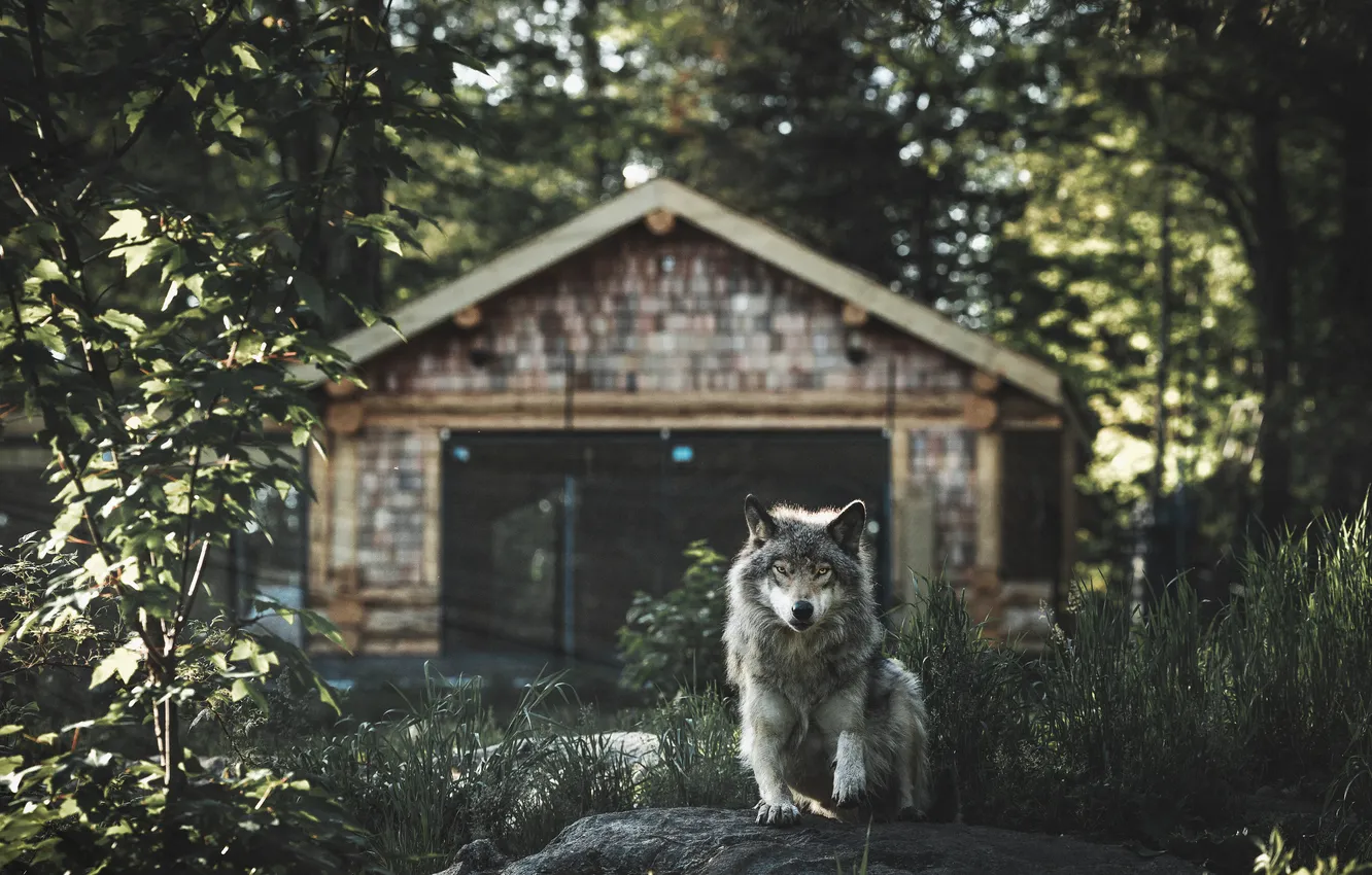 Photo wallpaper forest, look, light, trees, grey, wolf, garage, lies