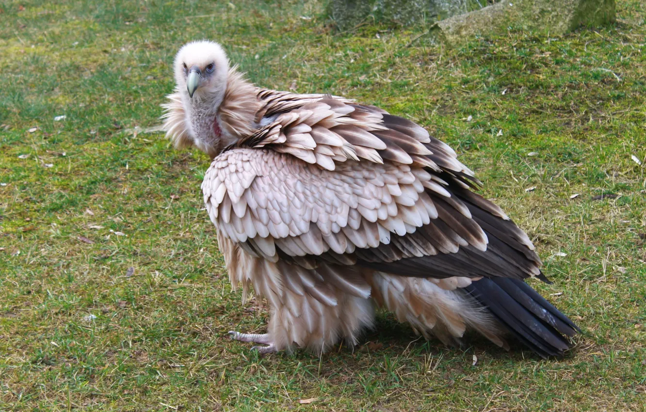 Photo wallpaper nature, Bird of Prey, Berlin, zoo, Vulture, wild animal, plumage