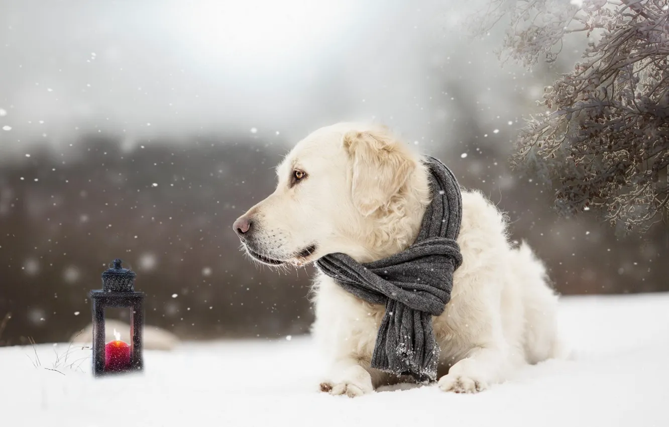 Photo wallpaper winter, snow, dog, scarf, lantern, dog, Golden Retriever, Golden Retriever