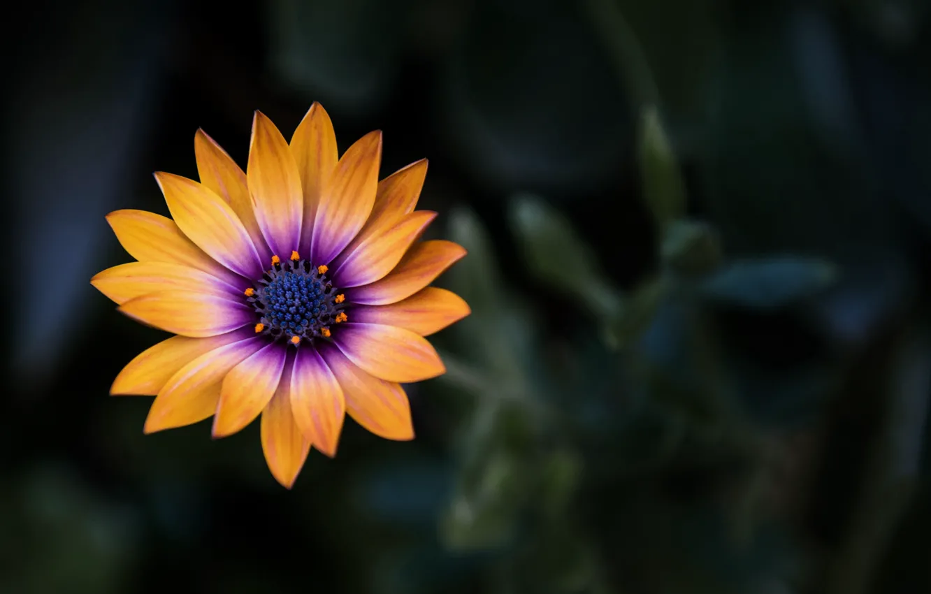 Photo wallpaper flower, close-up, yellow, flowers, macro, orange, blur, purple