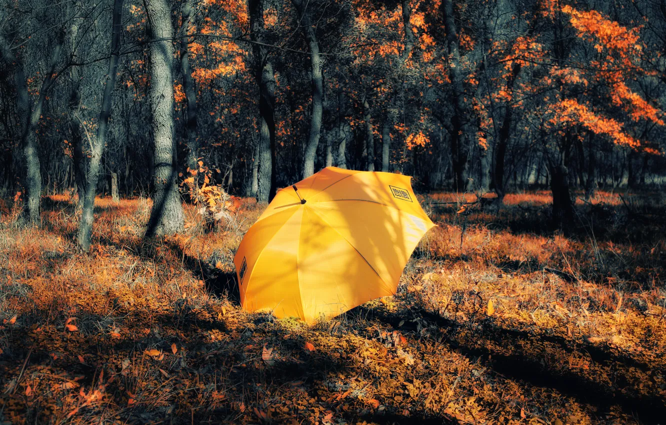 Photo wallpaper autumn, forest, umbrella, treatment, yellow, umbrella, autumn, fall