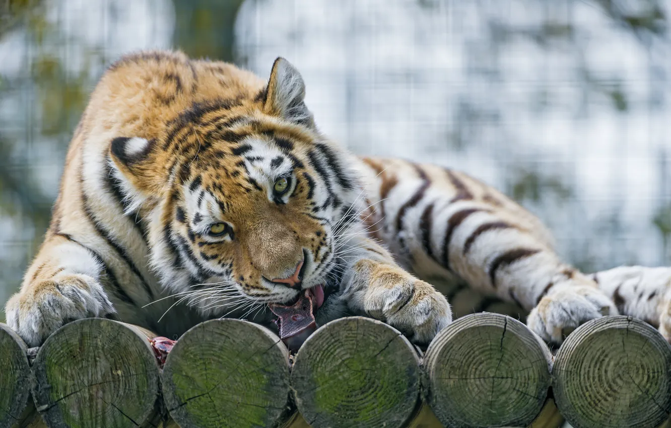 Photo wallpaper cat, look, the Amur tiger, ©Tambako The Jaguar