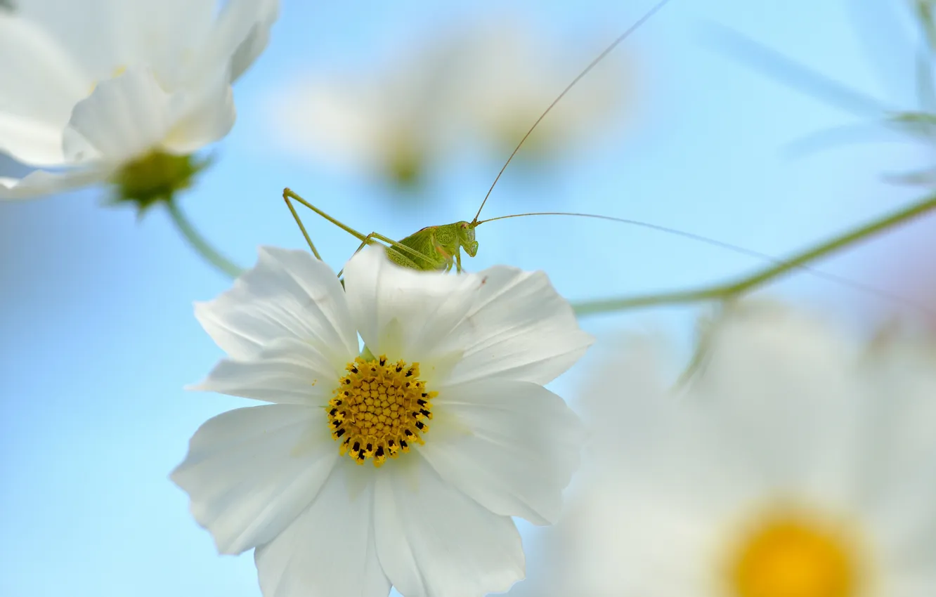 Photo wallpaper flowers, nature, grasshopper