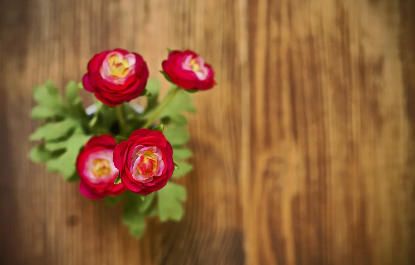 Photo wallpaper flowers, petals, floor