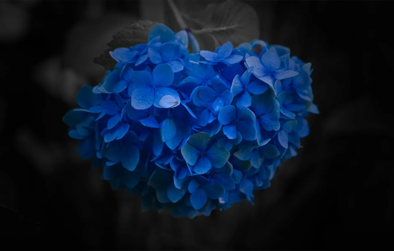 Photo wallpaper macro, flowers, photo, background, Wallpaper, picture