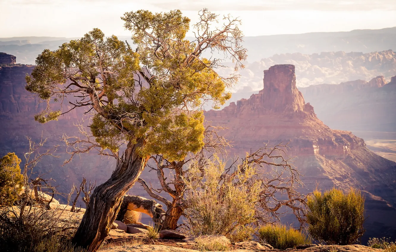 Photo wallpaper trees, landscape, mountains, nature, morning