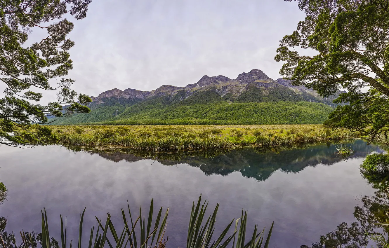 Photo wallpaper greens, trees, mountains, branches, lake, New Zealand, the bushes, Mirror Lakes