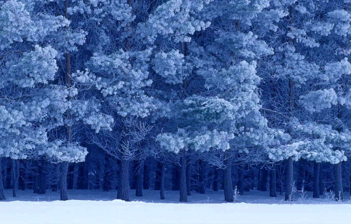 Photo wallpaper winter, snow, Canada, Manitoba, Scots pine, Birds Hill Provincial Park