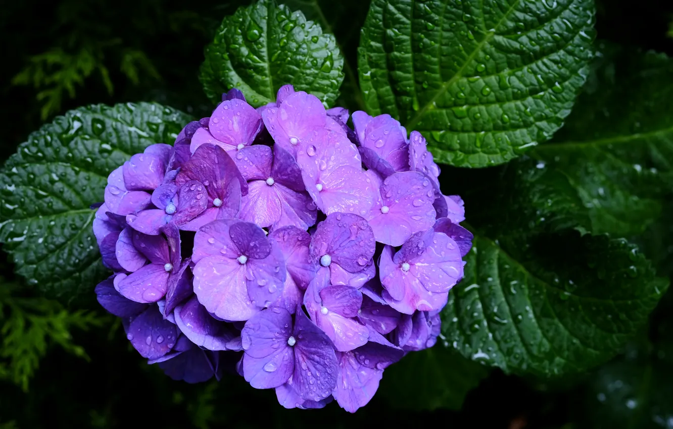 Photo wallpaper purple, drops, macro, hydrangea, inflorescence