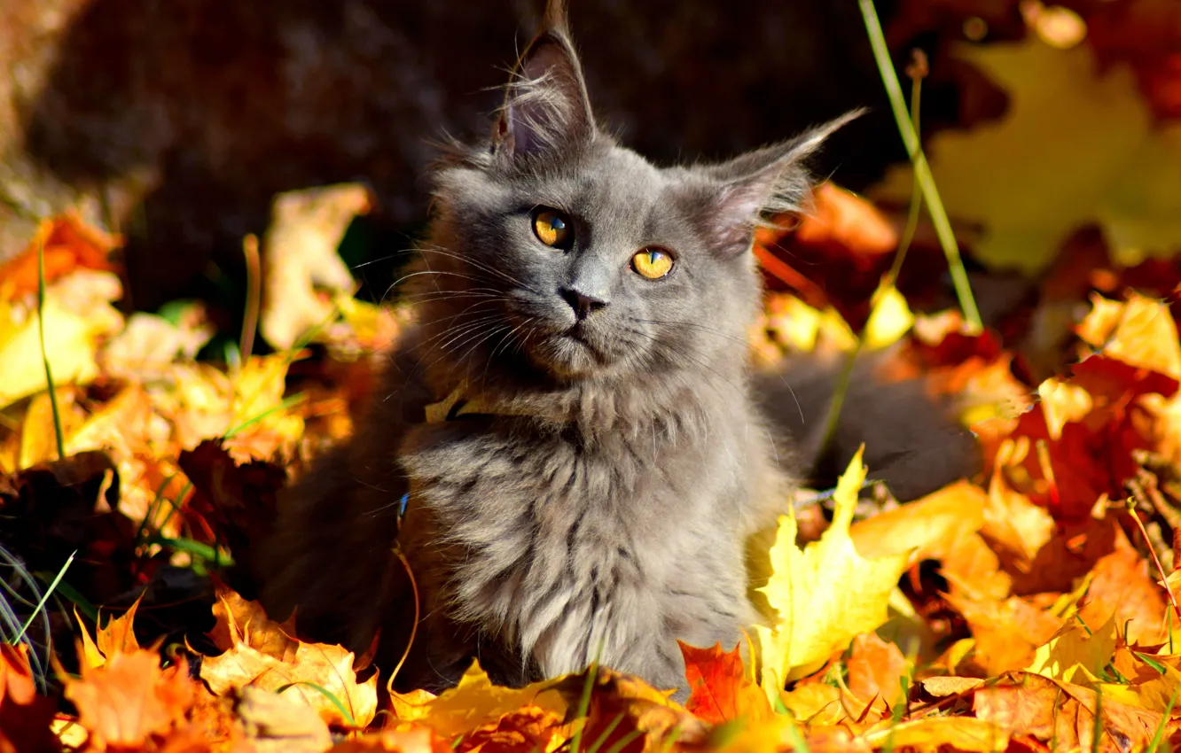 Photo wallpaper autumn, cat, look, light, nature, kitty, grey, glade