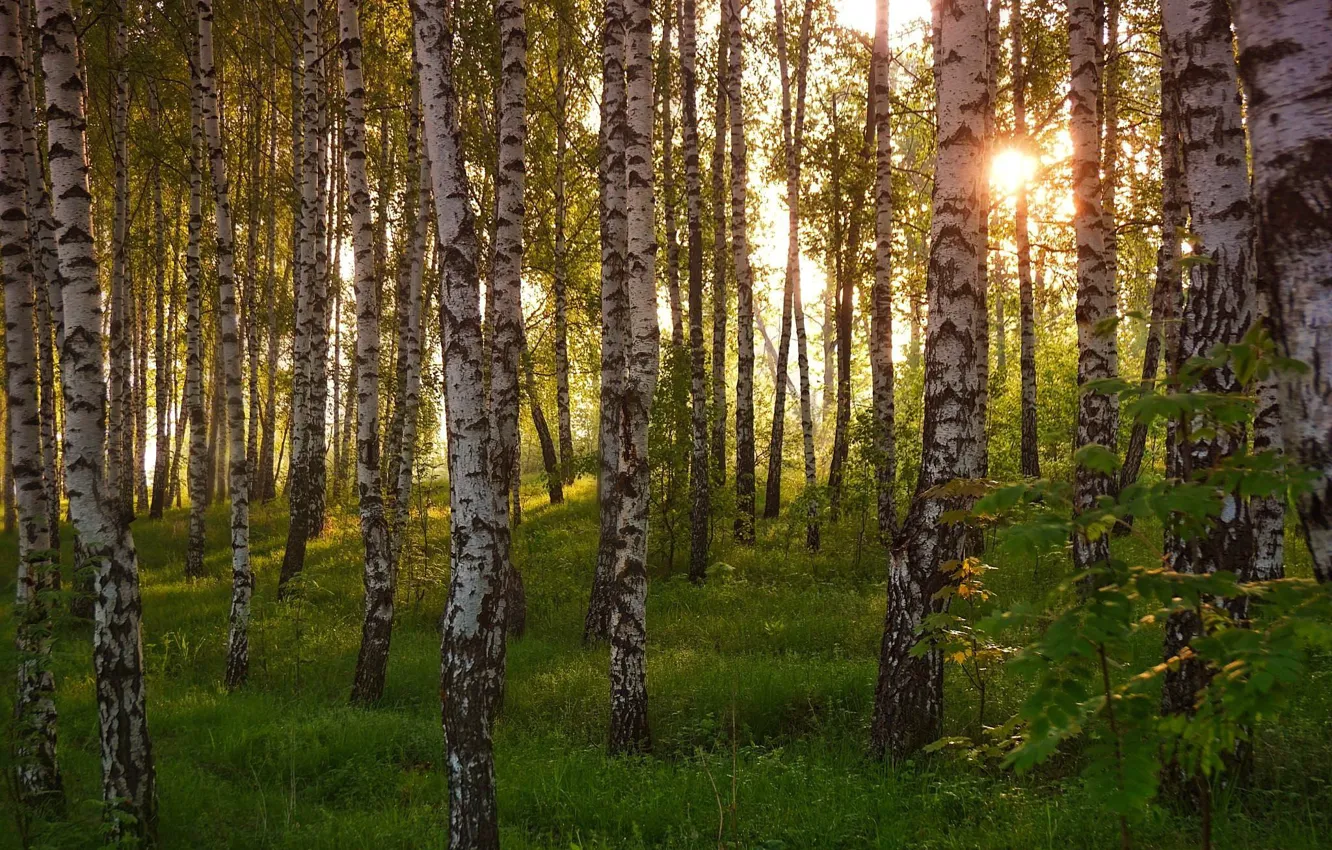 Photo wallpaper forest, trees, birch