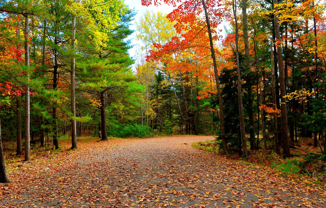 Photo wallpaper road, autumn, forest, trees
