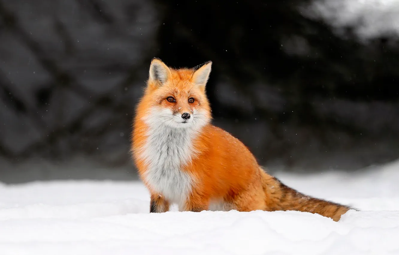 Photo wallpaper winter, snow, Fox, Fox