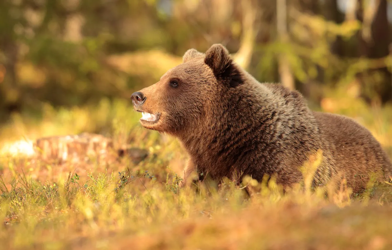 Photo wallpaper autumn, face, light, glade, stump, bear, mouth, lies