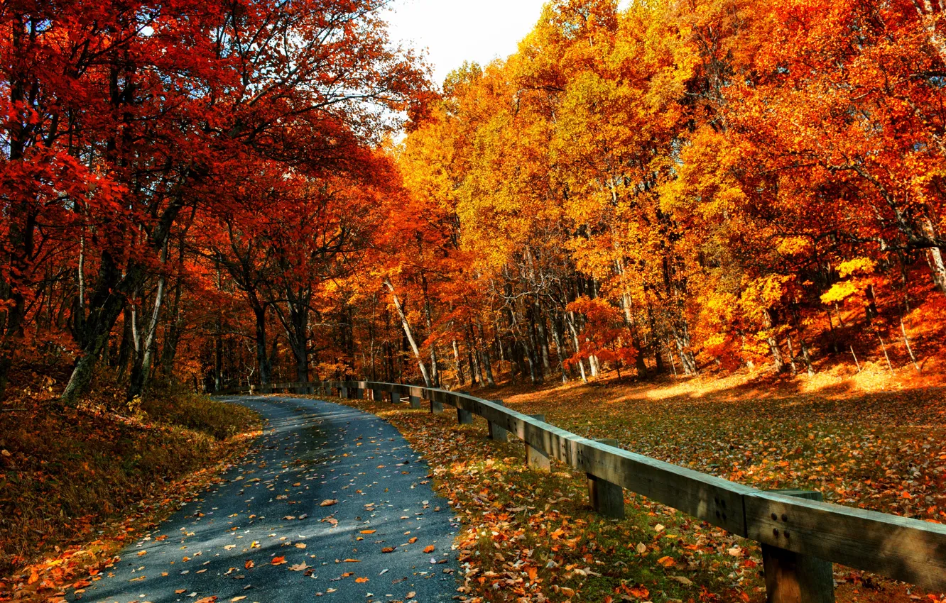 Photo wallpaper road, autumn, forest, leaves, trees, nature, Park, colors