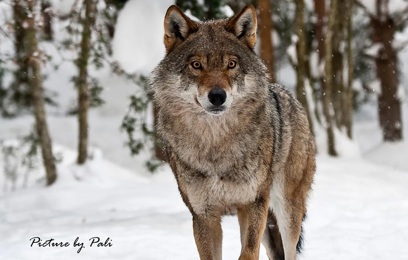 Photo wallpaper nature, Gray Wolf, face, animal, wolf, canis lupus, wildlife, head
