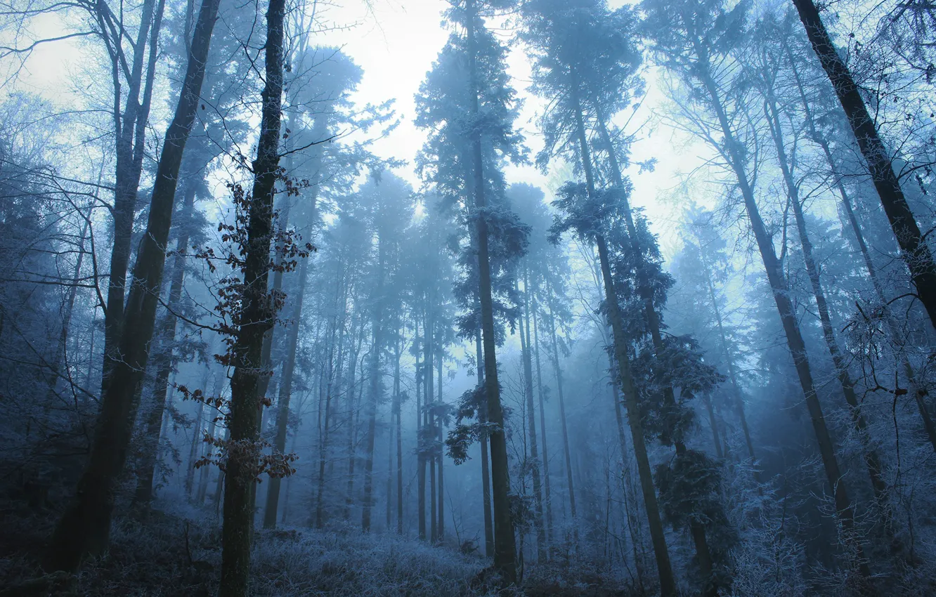 Photo wallpaper frost, forest, trees, nature, fog