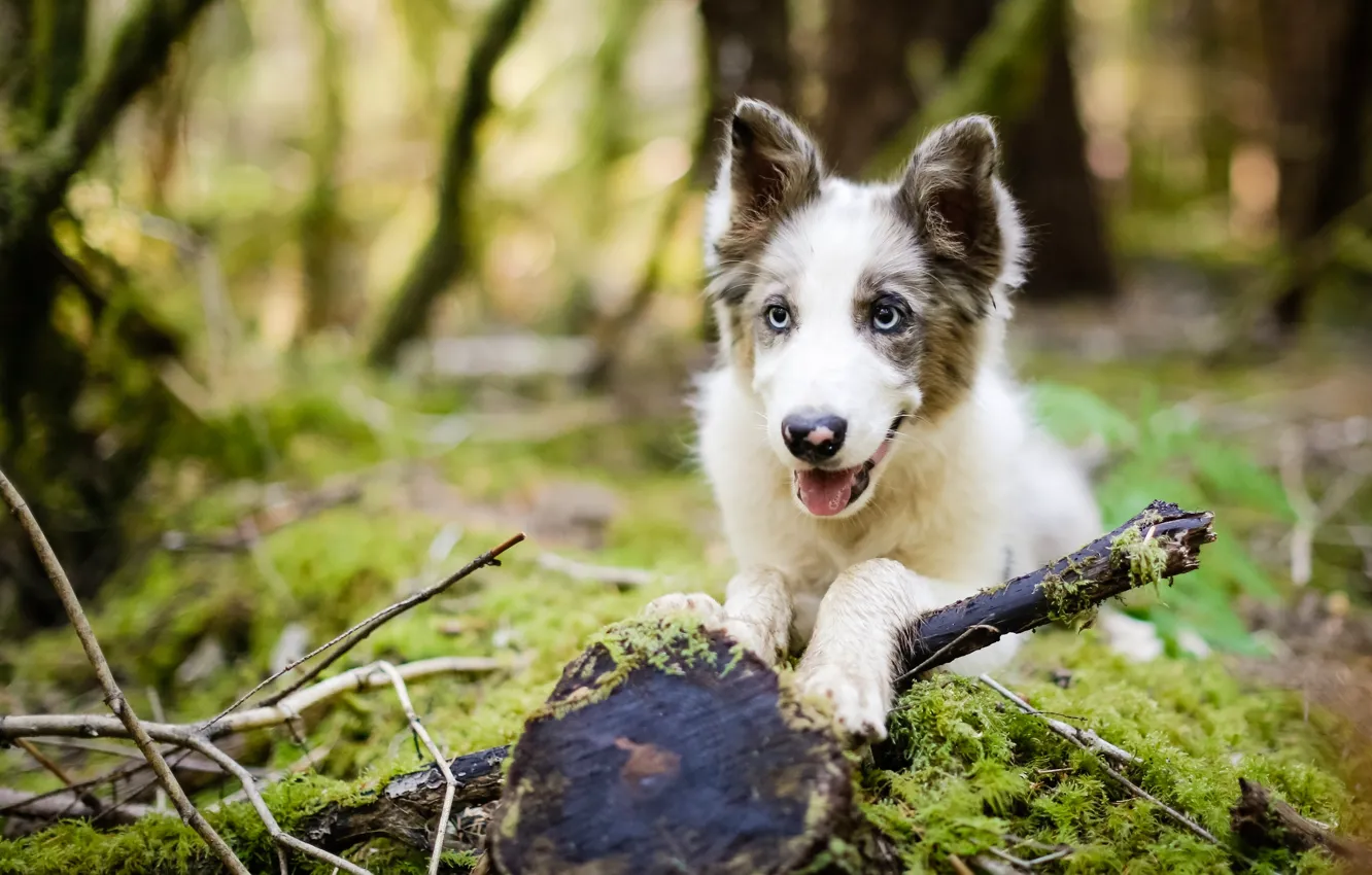 Photo wallpaper forest, dog, puppy