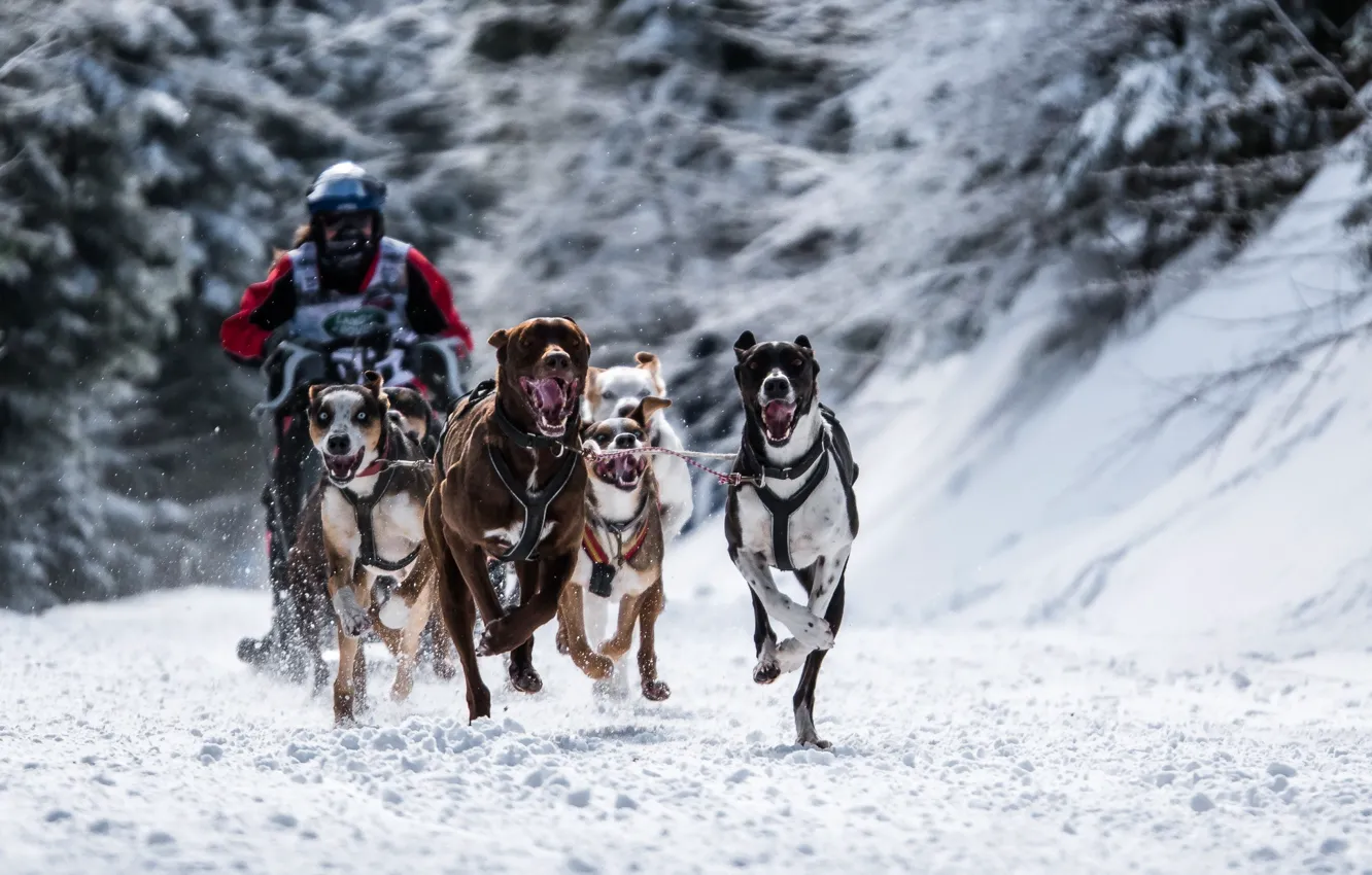 Photo wallpaper race, sport, dog