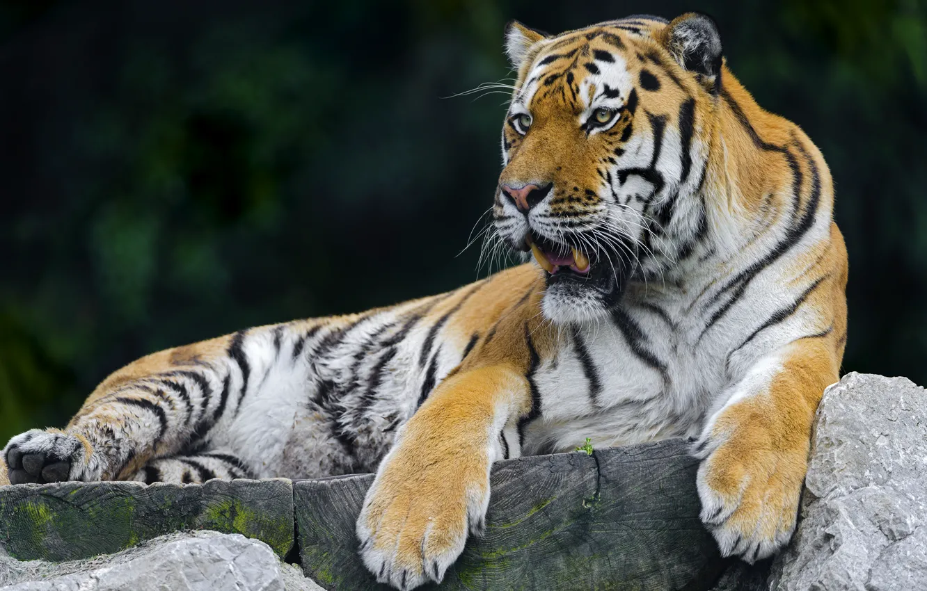 Photo wallpaper tiger, stay, predator