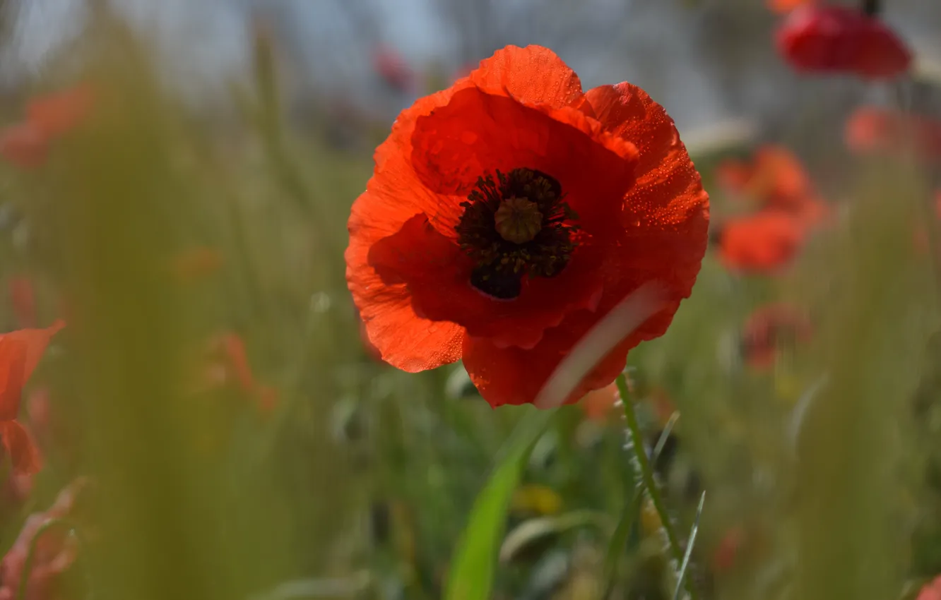 Photo wallpaper drops, macro, flowers, red, Mac, Maki, bokeh