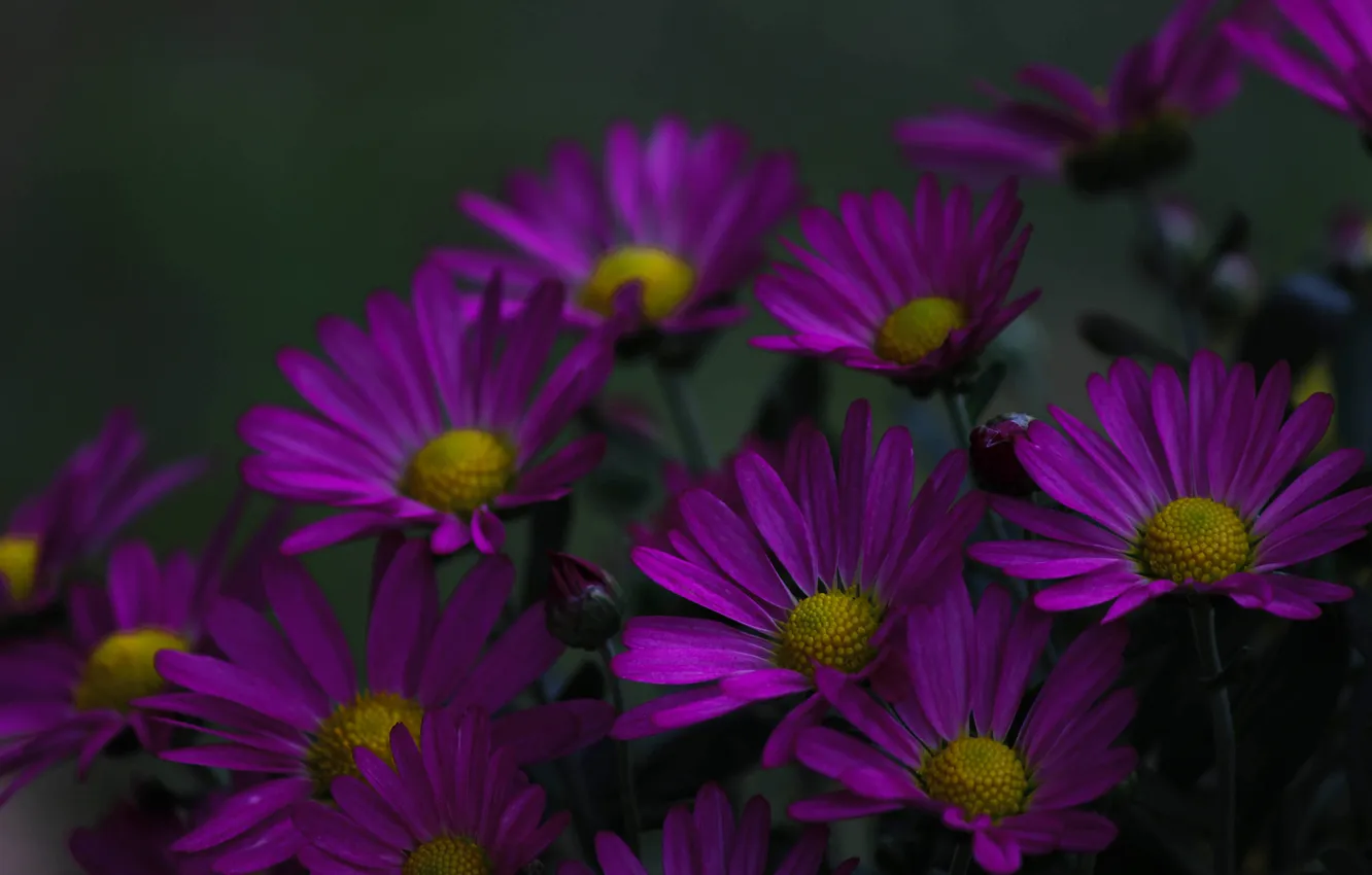 Photo wallpaper flowers, the dark background, bouquet, chrysanthemum, lilac