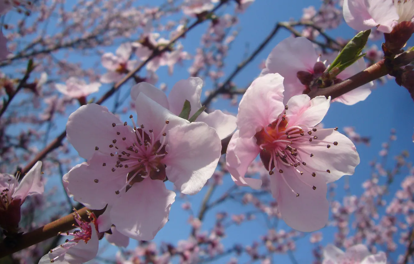 Photo wallpaper Spring, flowering, April