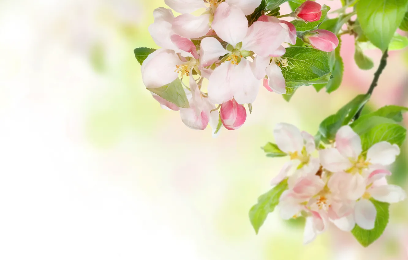 Photo wallpaper flowers, tenderness, branch, spring, Apple