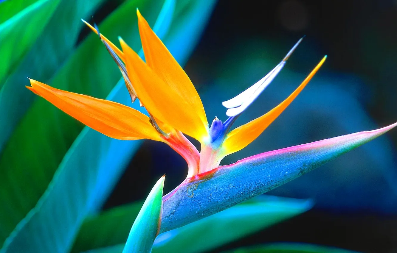 Photo wallpaper flowers, nature, plant, exotic