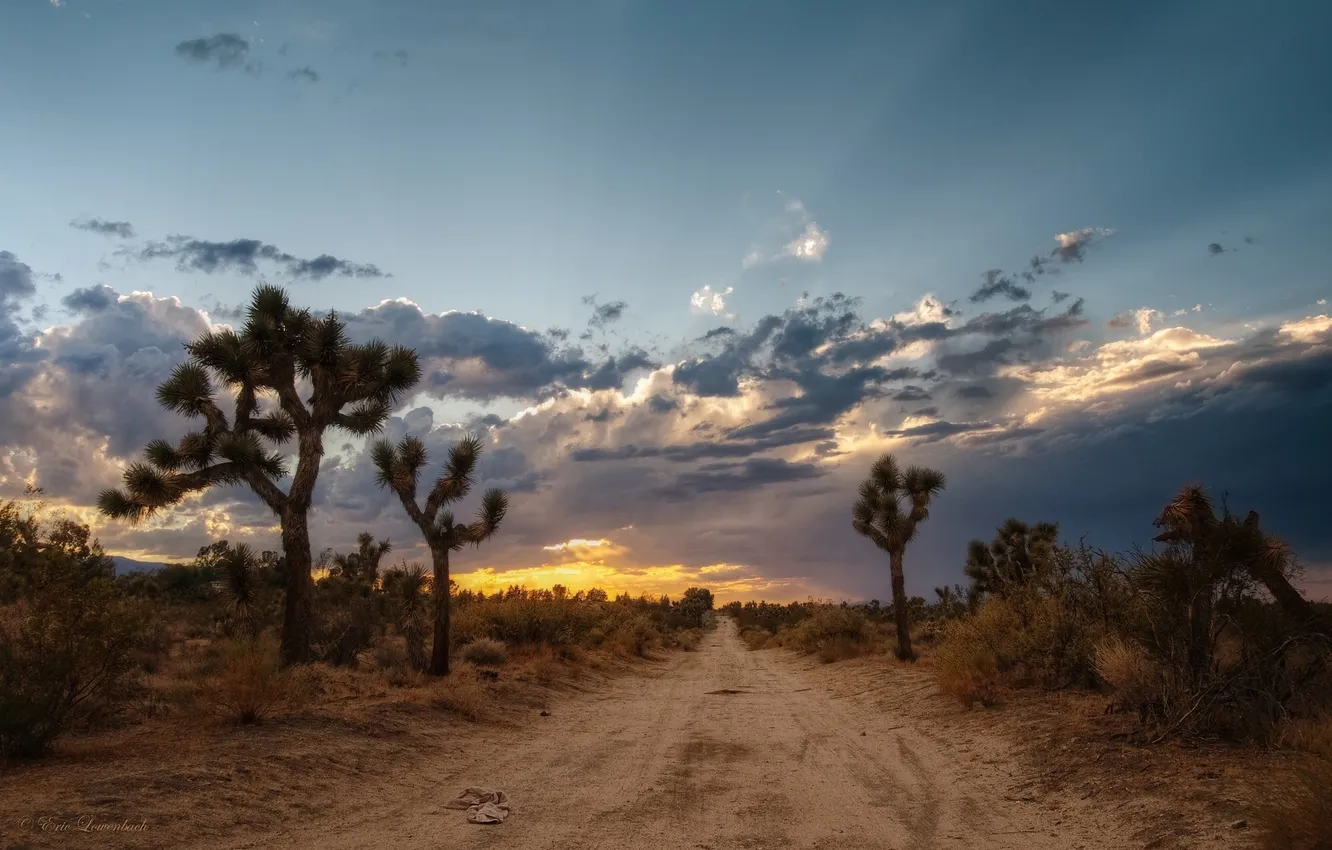 Photo wallpaper road, sunset, USA, Joshua tree, Mojave Desert, Mojave Desert