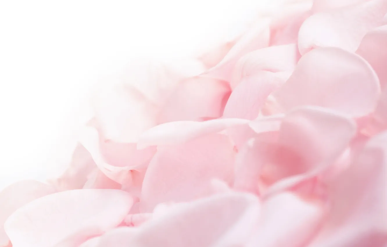 Photo wallpaper tenderness, beauty, pink color