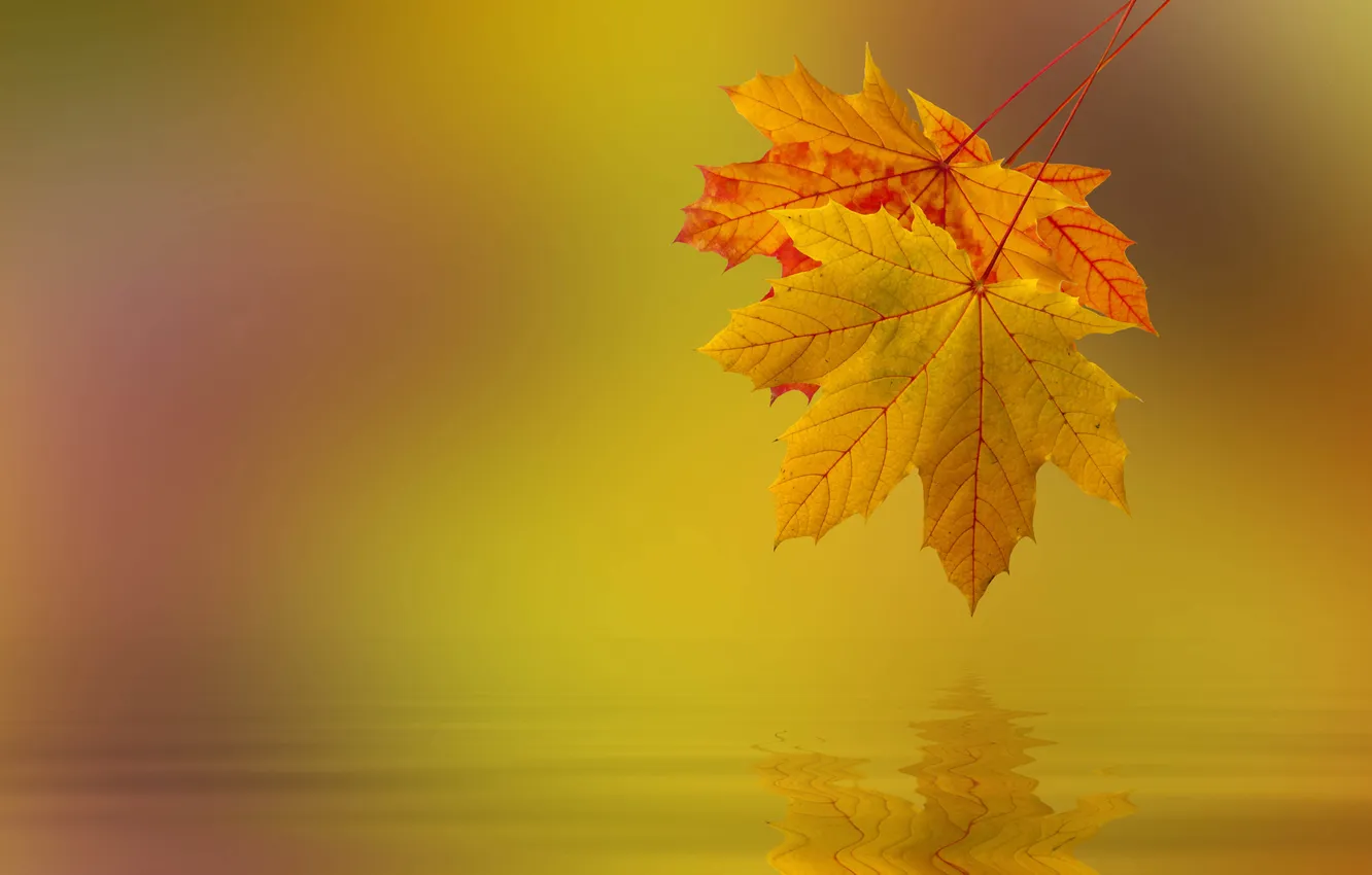 Photo wallpaper wallpaper, flower, plant