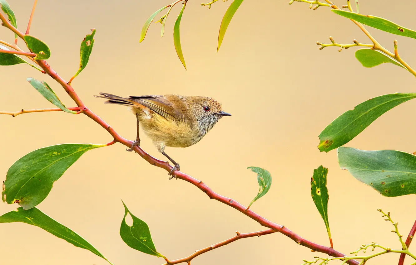 Photo wallpaper branches, feathers, bird