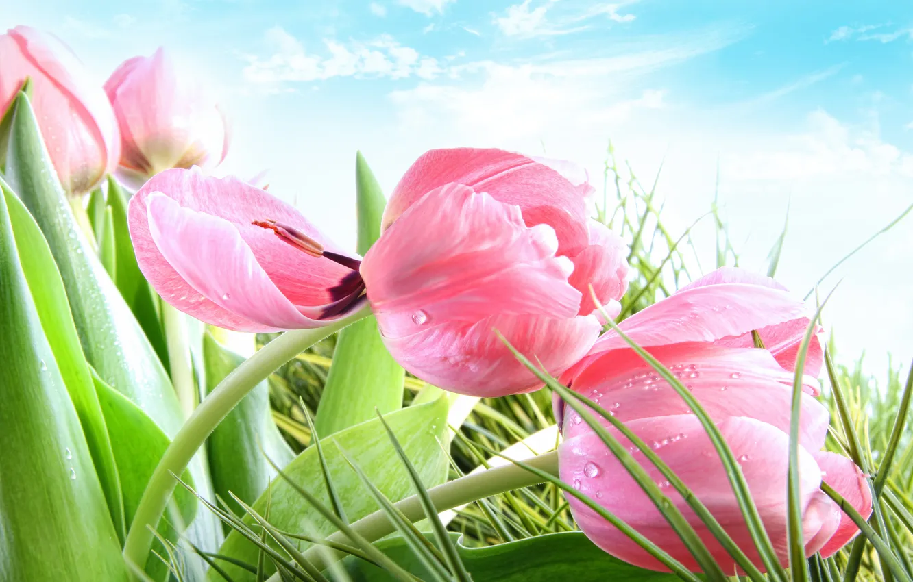 Photo wallpaper the sky, grass, clouds, drops, Rosa, tulips, pink, closeup